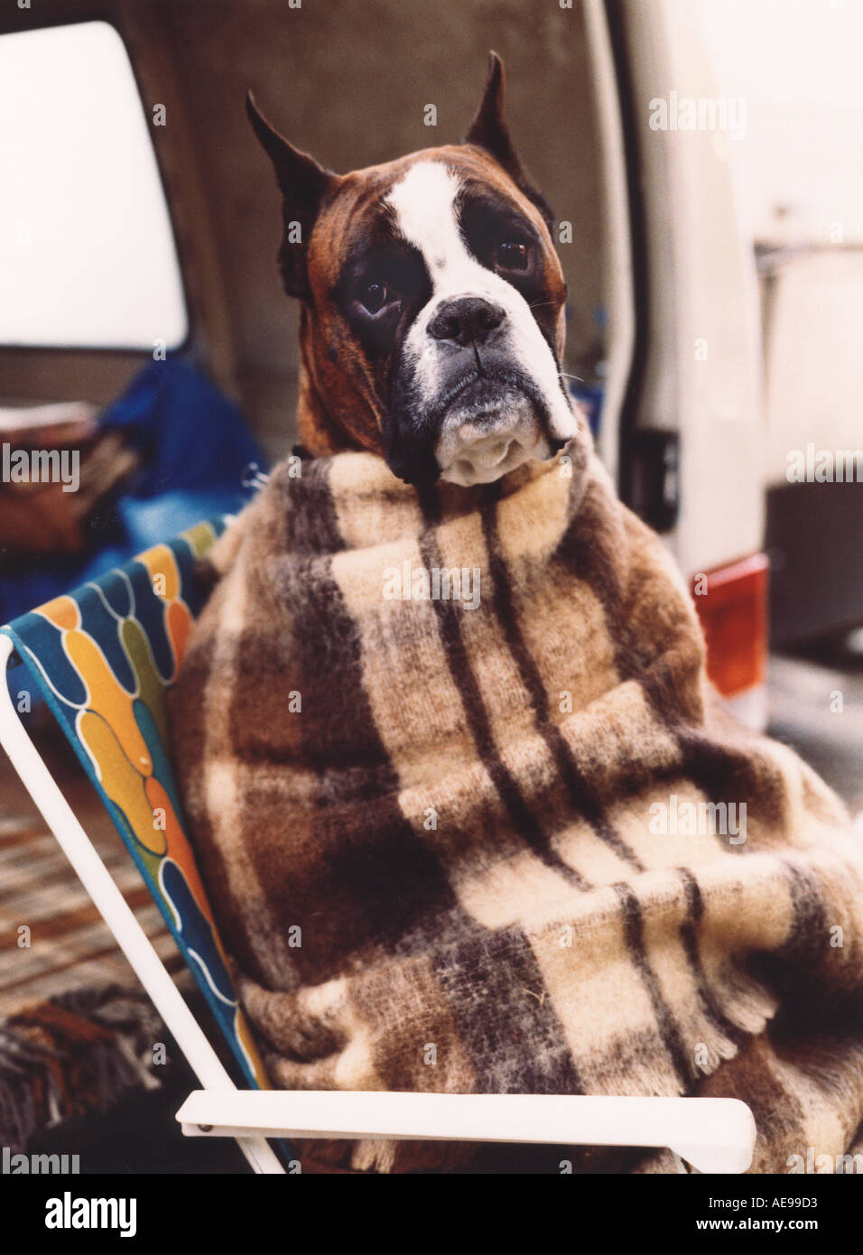 Eine gefrorene Hund in Decke Stockfoto