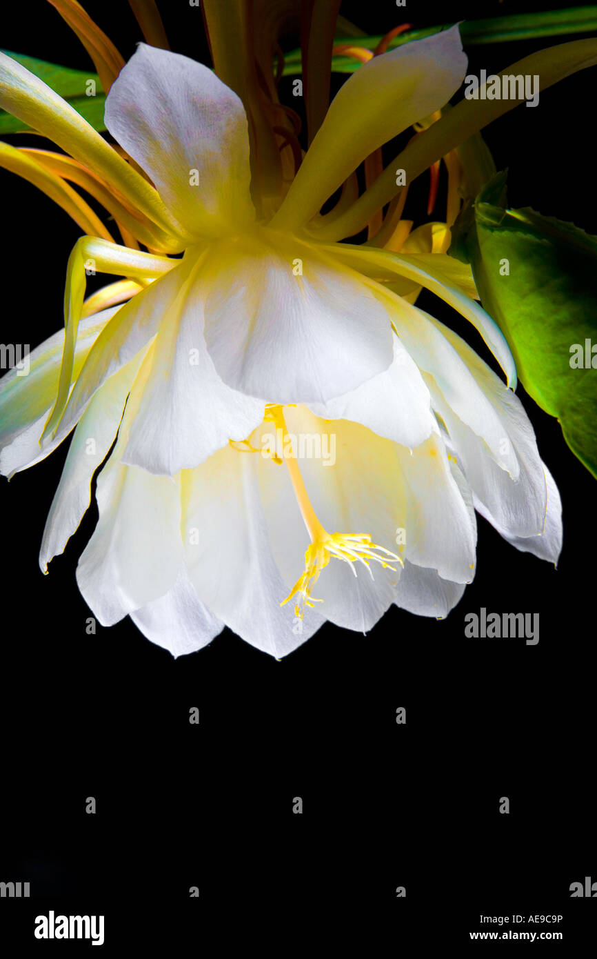 Blooming Cereus Nacht Stockfoto