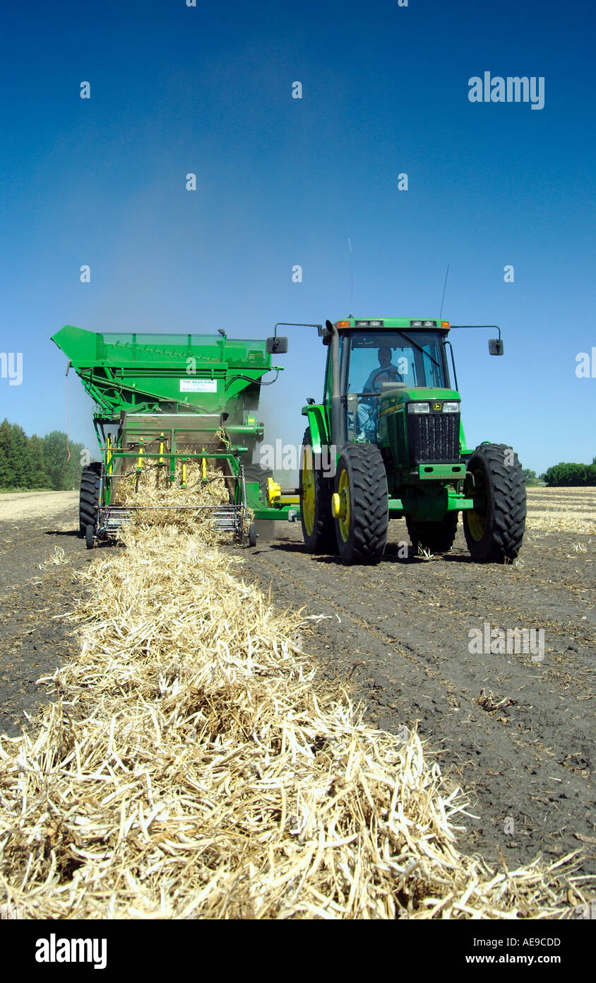 Bean König Harvester auf dem Froese Unternehmen Bauernhof in der Nähe von Winkler, Manitoba, Kanada Stockfoto