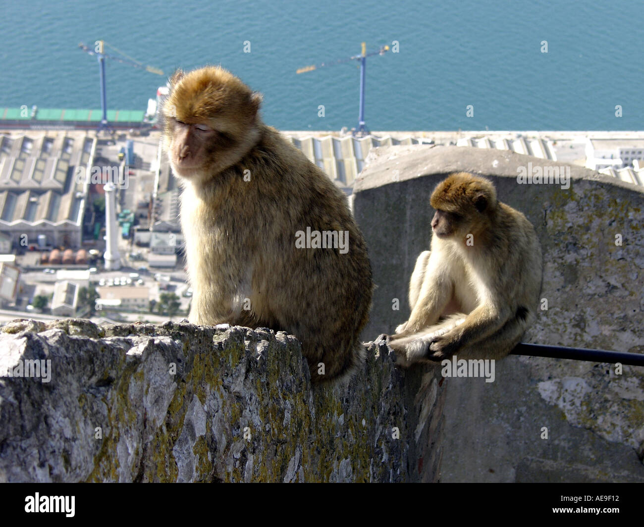 Gibraltar, Gibraltar Affen (Macaca Sylvanus L), Naturpark ...