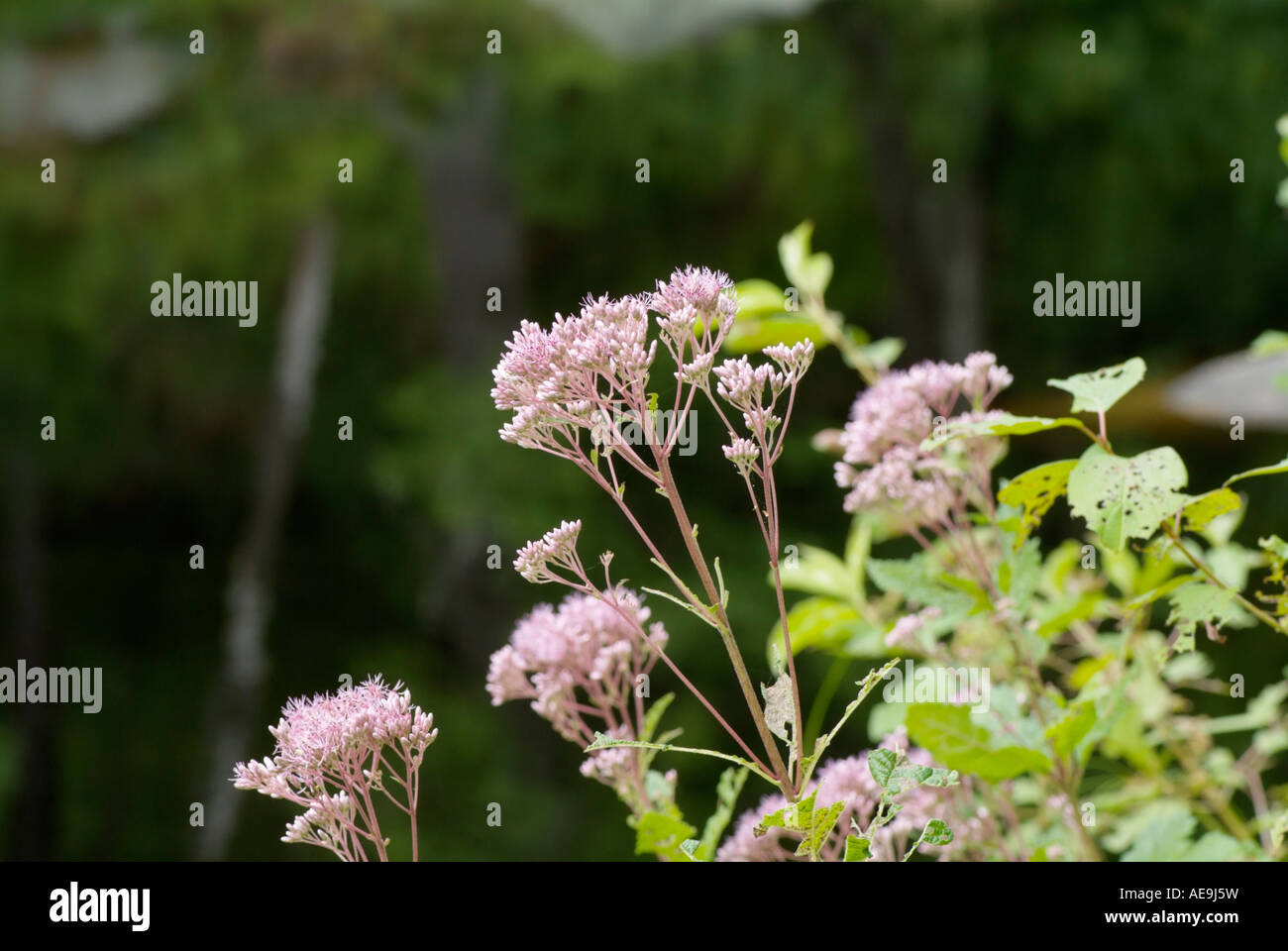 Joe Pye Weed-Eupatorium Maculatum-während der Sommermonate in einem Wald von New Hampshire USA Stockfoto