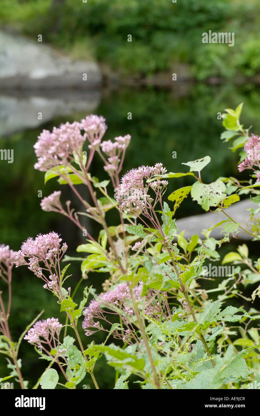 Joe Pye Weed-Eupatorium Maculatum-während der Sommermonate in einem Wald von New Hampshire USA Stockfoto