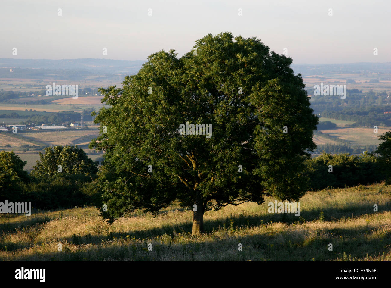 0224 Lone Tree auf den South downs Stockfoto