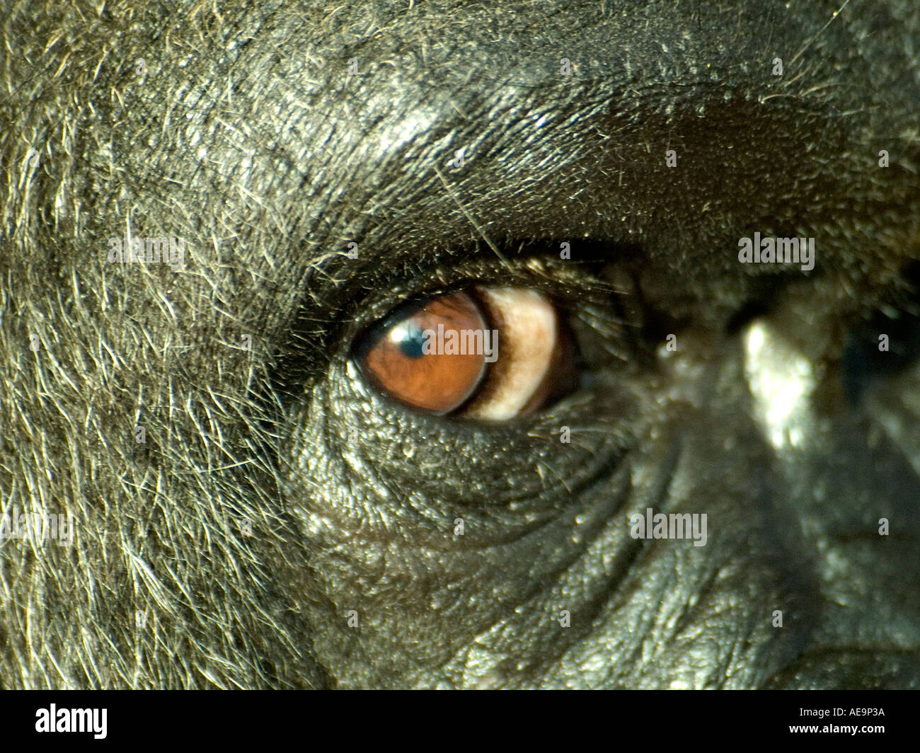 Nahaufnahme von einem Gorilla s Auge Stockfoto