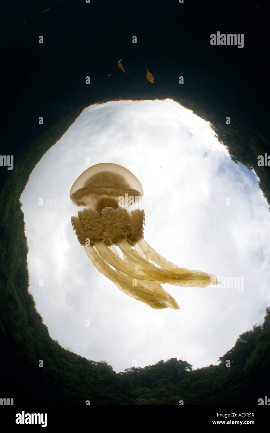 Eine Qualle Mastigias Papua scheint wie ein UFO driften in einem Meeres-See in Palau. Stockfoto