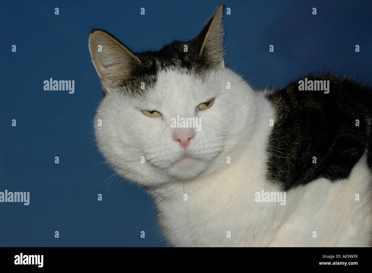 Katze-Moggy Tabby schwarz braun weiße Nacht hocken Stockfoto