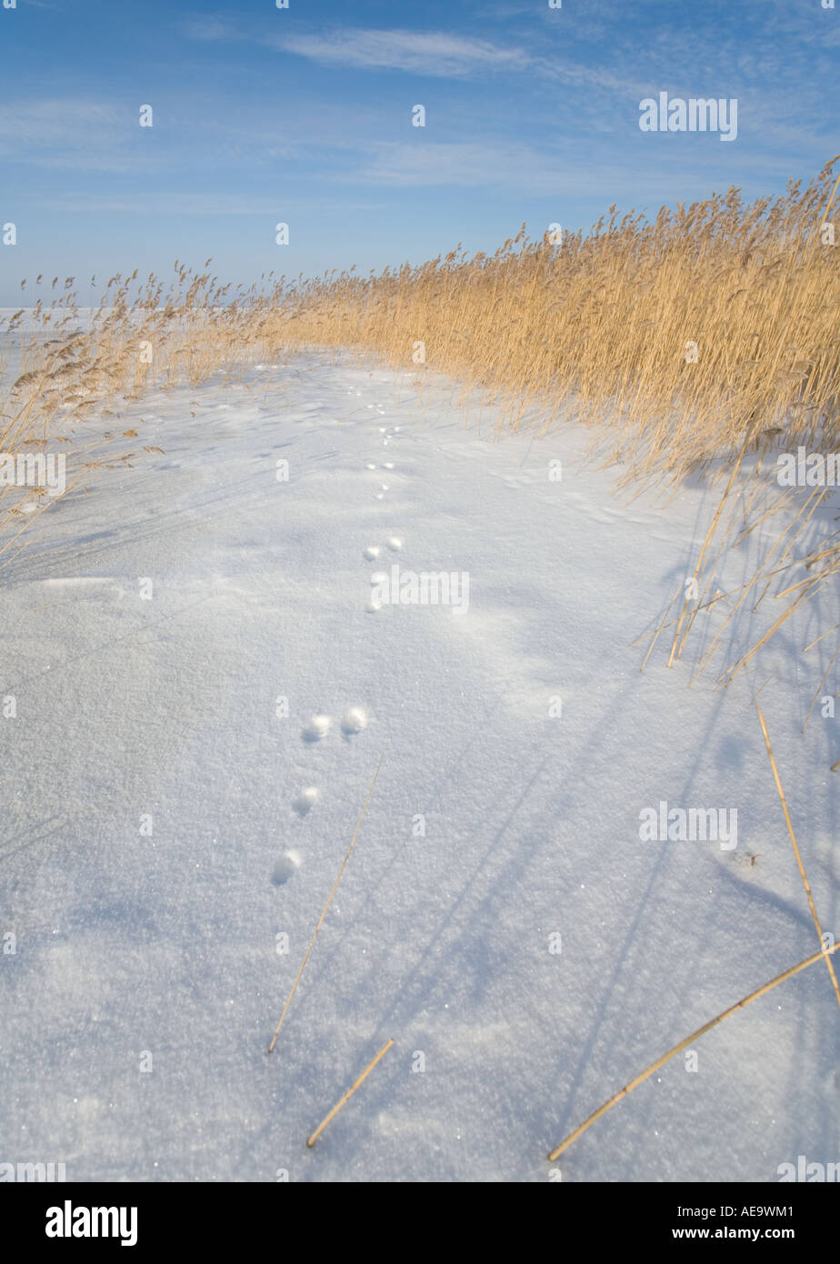 Schneewege auf frischem Neuschnee an der Küste, Finnland Stockfoto