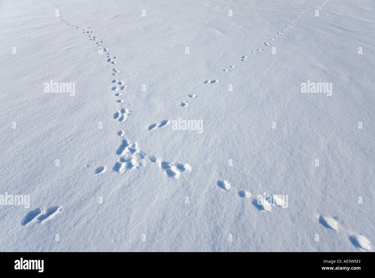 Europäische Berghare ( Lepus timidus ) Spuren überqueren Hundeweg auf Neuschnee , Finnland Stockfoto