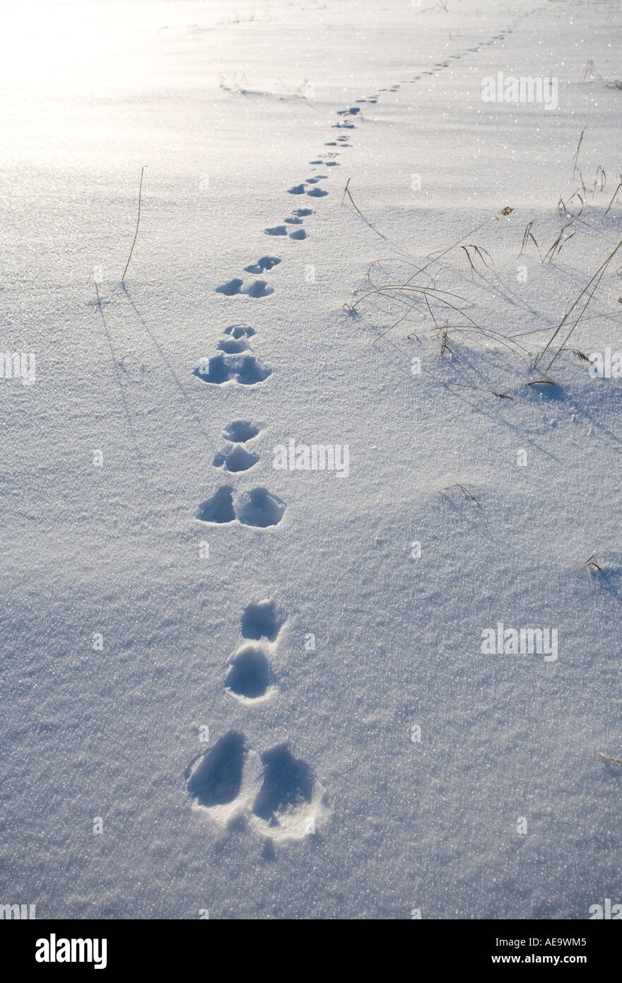Europäische Berghase ( Lepus timidus ) Spuren auf Neuschnee , Finnland Stockfoto