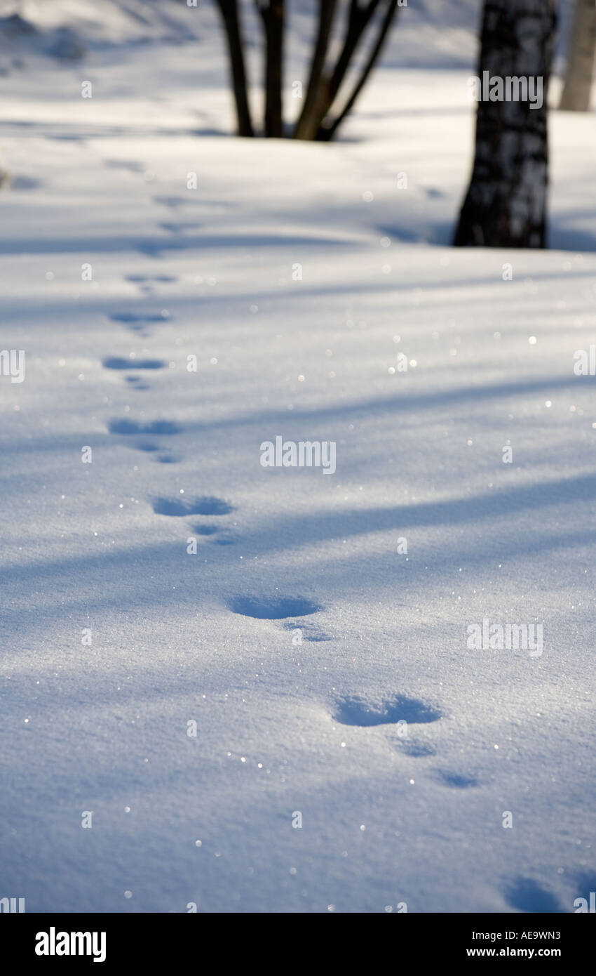 Set von alten europäischen Berghasen ( Lepus timidus ) Tracks , Finnland Stockfoto