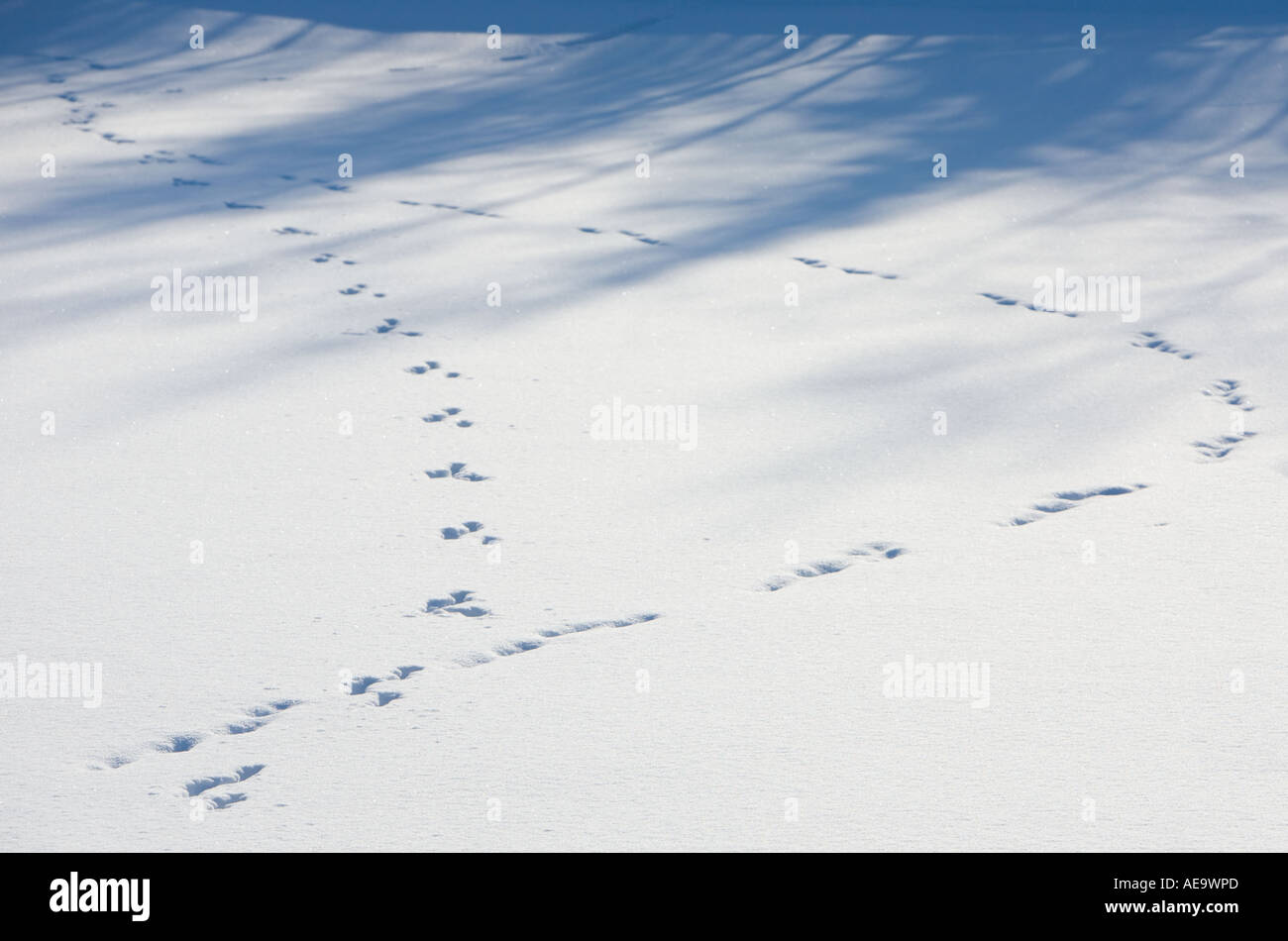 Alte europäische Berghase (Lepus timidus) Spuren auf ungebrochenem Schnee, Finnland Stockfoto