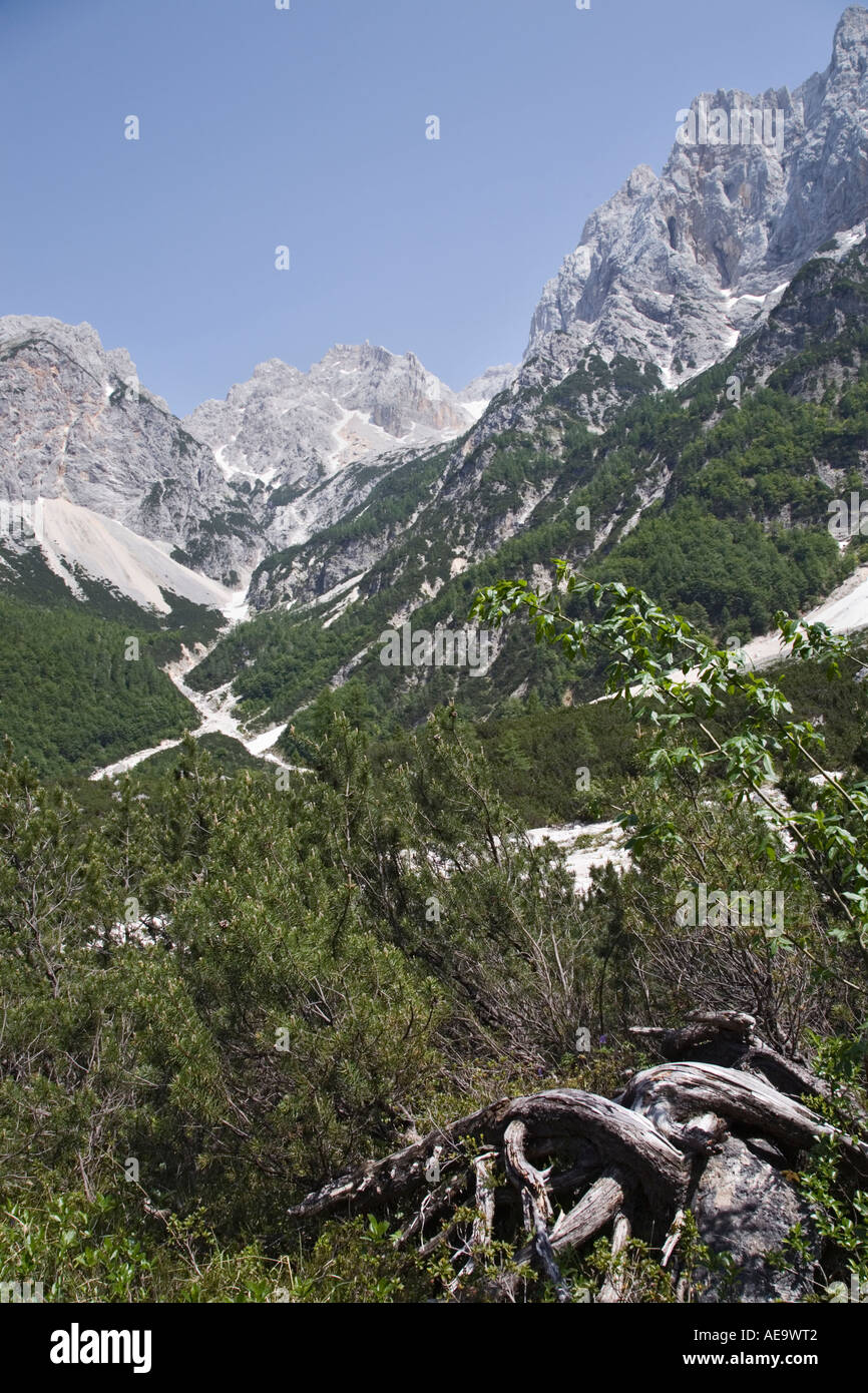 Martuljek Berge und Spik bei der Baumgrenze in Krnica Becken oberhalb