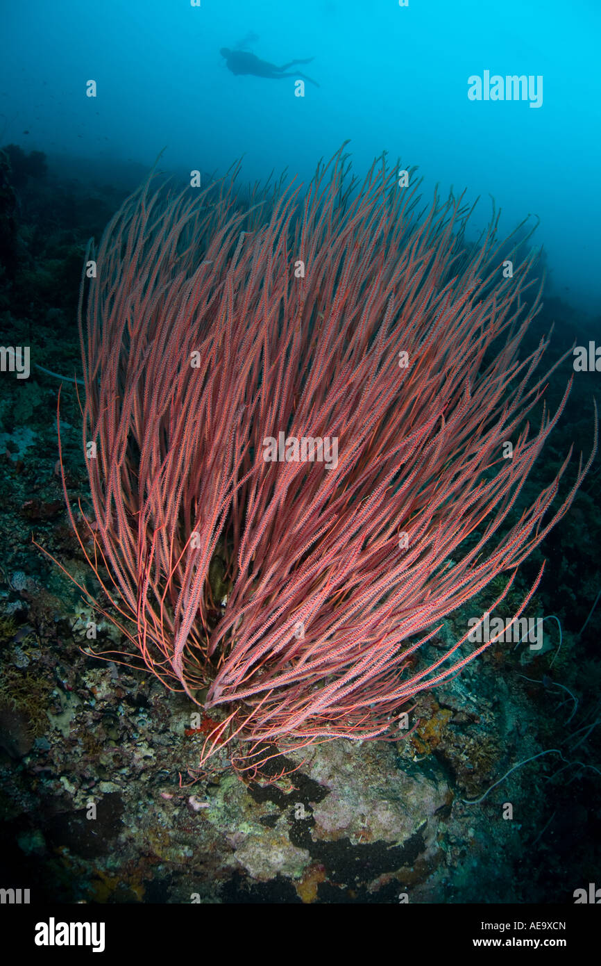 Ein Bouquet von roten Meer Peitschen entnehme, dass Plankton der leichten Strom durch einen Kanal in Palau. Stockfoto