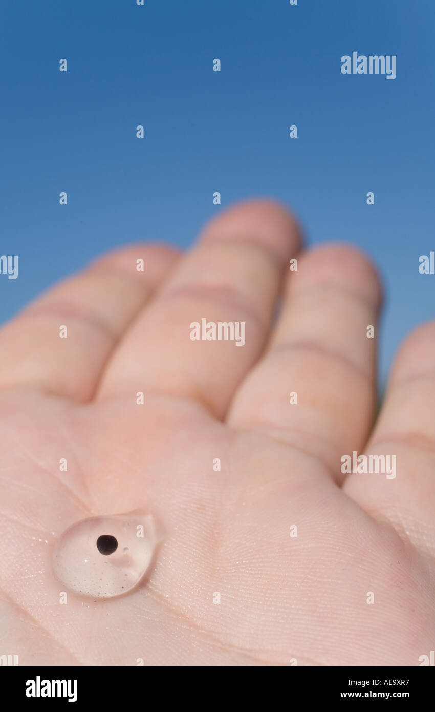 Ein Frosch-Laich Ei auf eine Handfläche Stockfoto