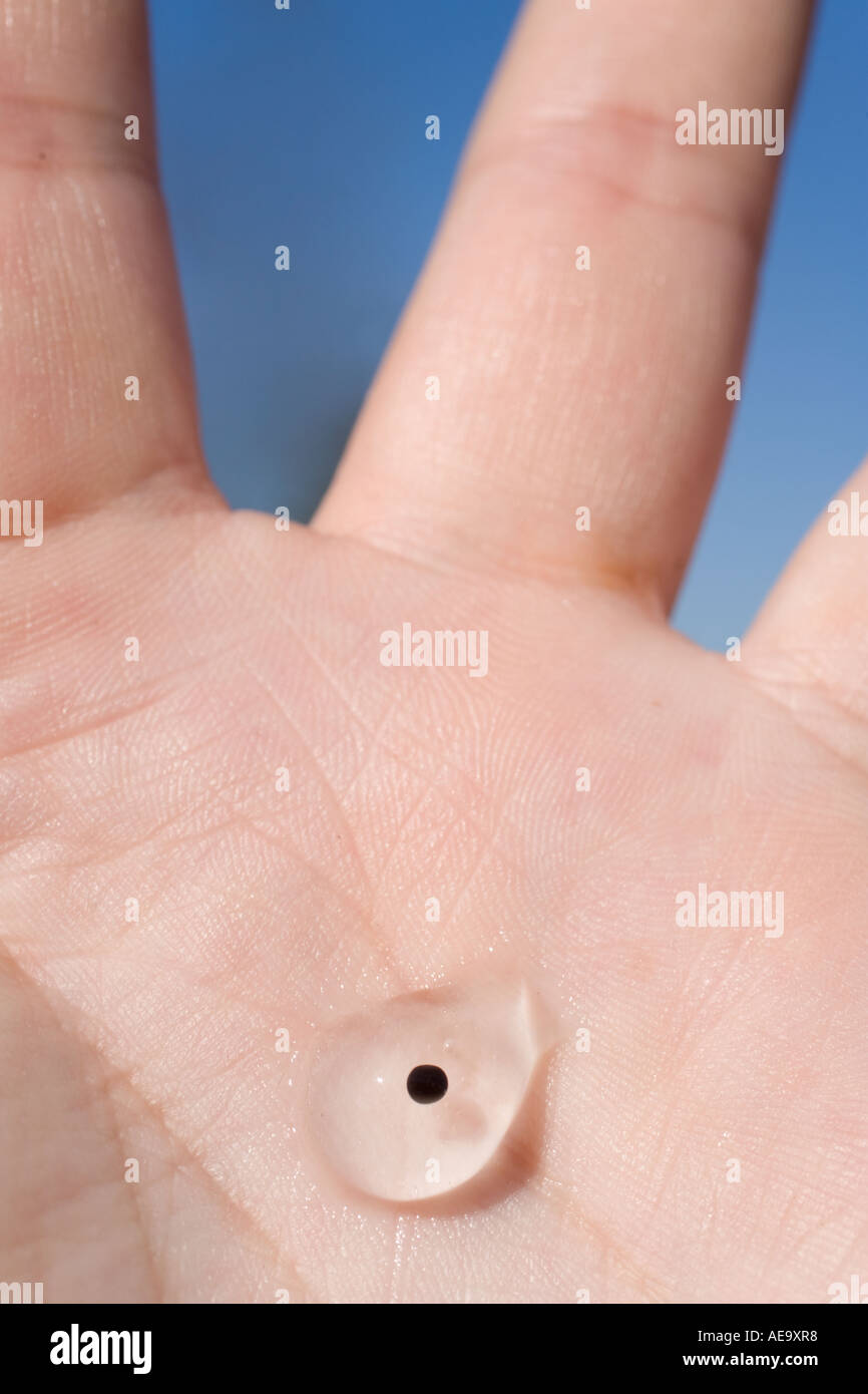 Ein Frosch-Laich Ei auf eine Handfläche Stockfoto