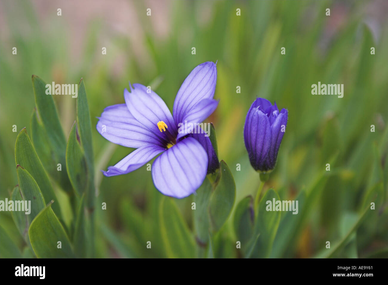 Krokus hautnah Stockfoto