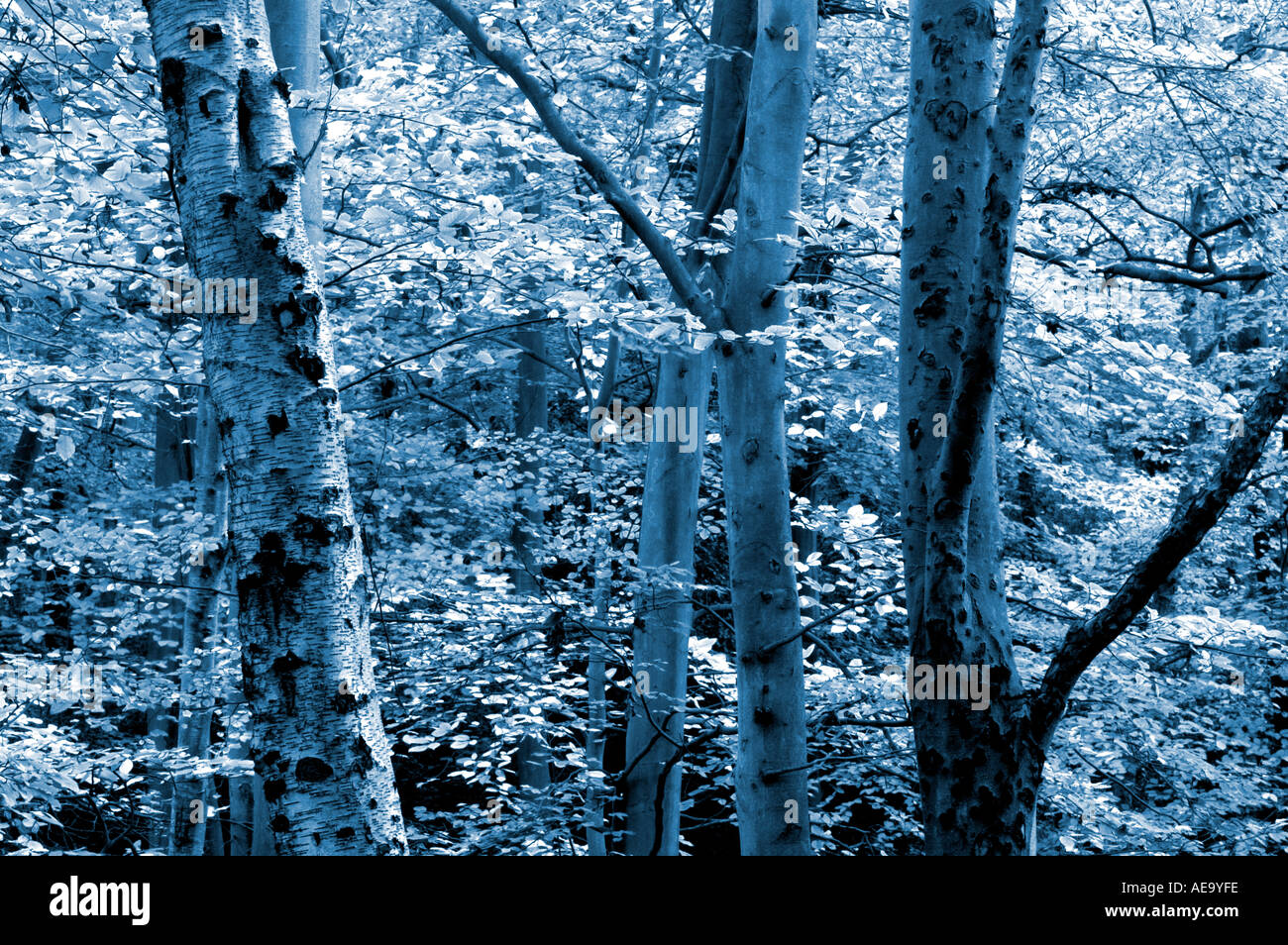 Licht der Bäume im Wald Detail abstrakt blau Töne Stockfoto