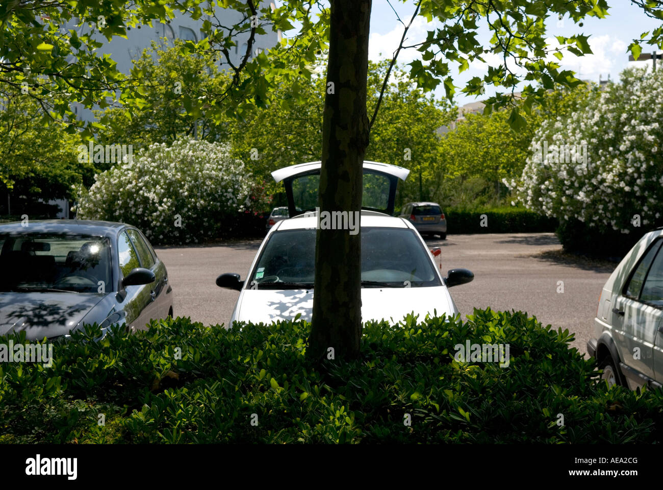 ein geparktes Auto mit seiner hinteren Kofferraum geöffnet wird teilweise durch Baum verdeckt. Stockfoto