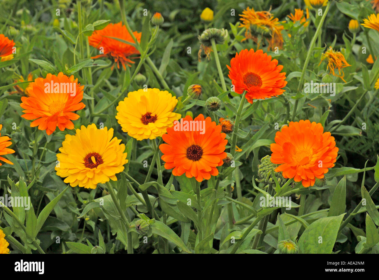 Ringelblume, englische Ringelblume (Calendula Officinalis), Blumen Topf  Stockfotografie - Alamy