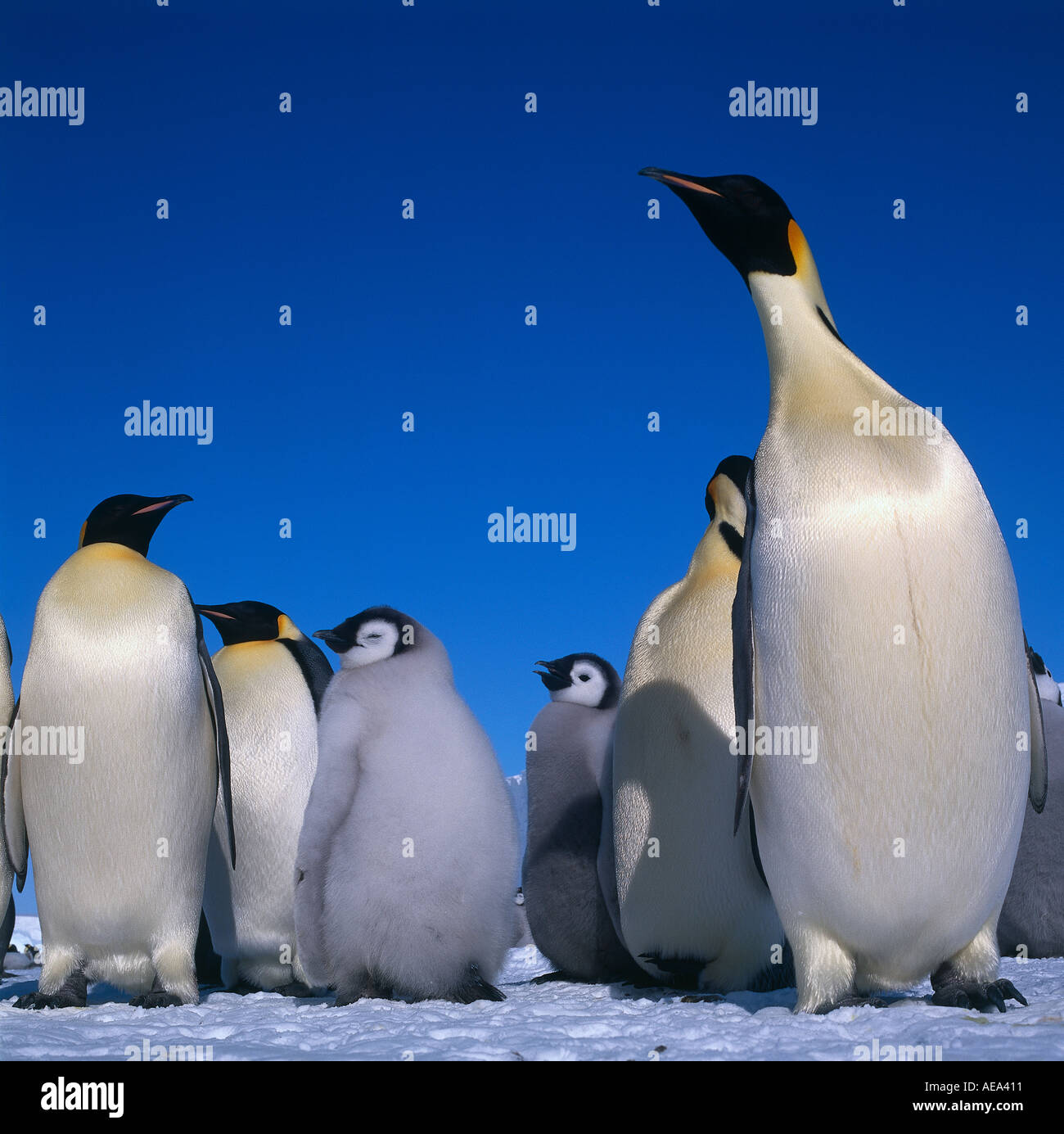 Erwachsene Kaiserpinguine mit ihren Jungen auf dem Meereis in der Nähe von Halley Antarktis Stockfoto