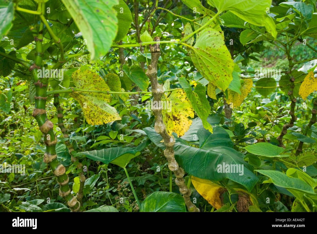 KAVA Piper Methysticum frischen Pflanze Fidschi-Inseln Obst Brot Frucht  Baum Breadfruittree Früchte und Blätter Stockfotografie - Alamy