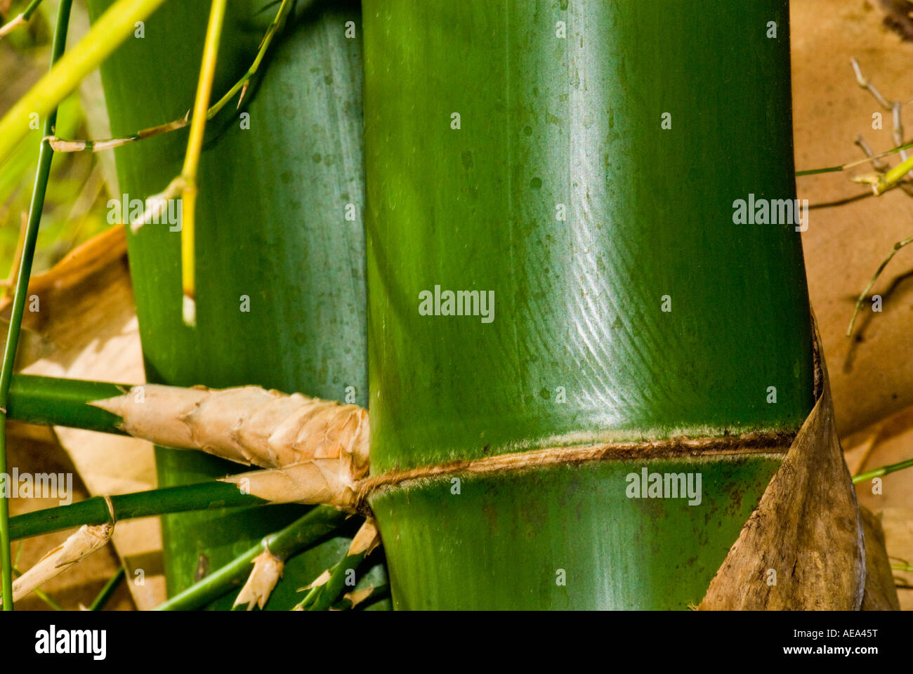 Bambus Stockfotos & Bambus Bilder - Alamy