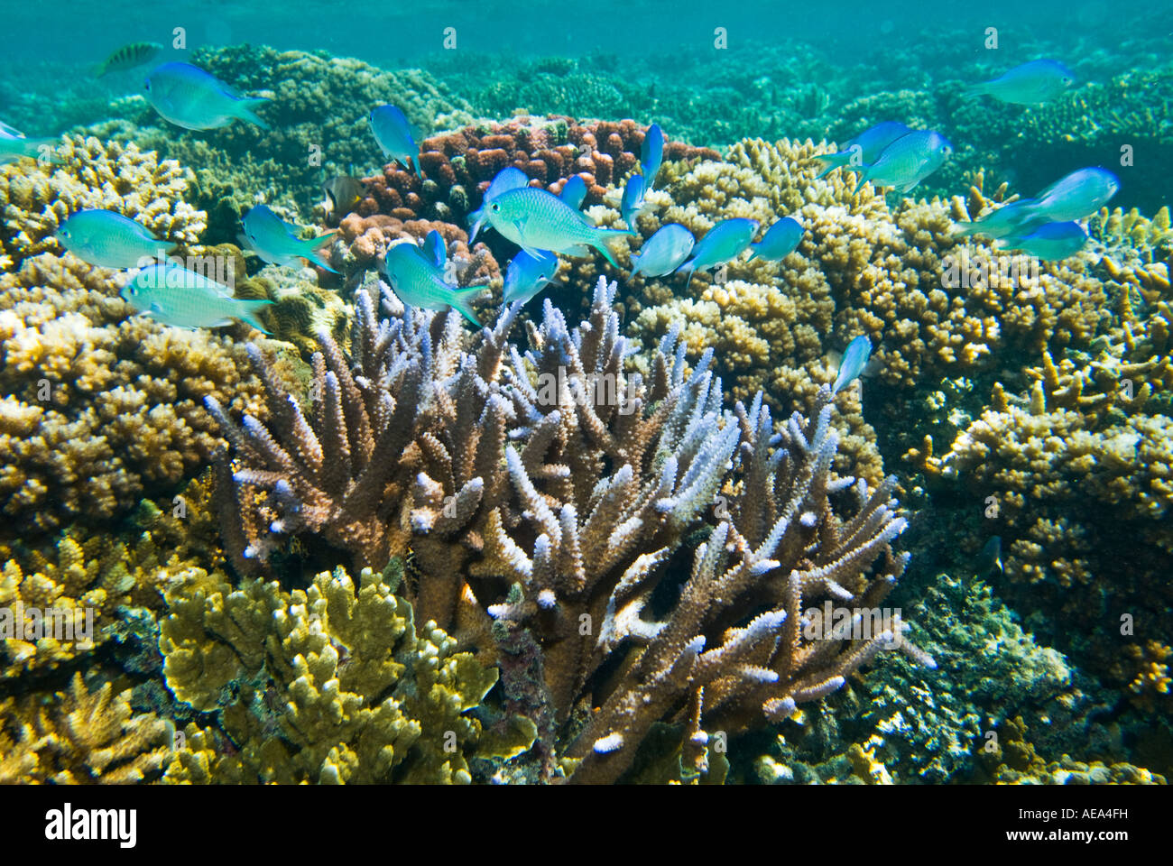 Chromis Viridis blau grün Riffbarsche unter dem Meer FIDSCHIINSELN Süden Southsea Meer Pazifischen Ozean Unterwasser wild darstell Stockfoto