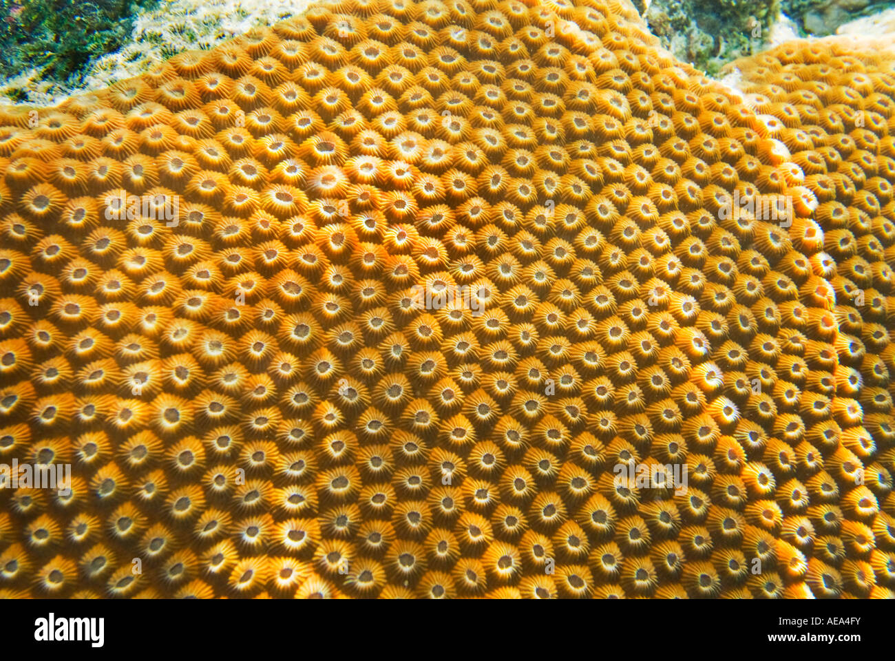 Brennnessel Korallen unter dem Meer Fidschi-Inseln South Southsea Meer Pazifischen Ozean Unterwasser wilde Wildnis Korallenriff Stockfoto