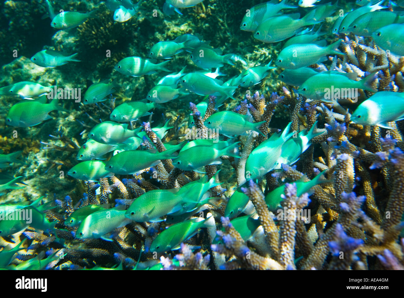 Chromis Viridis blau grün Riffbarsche unter dem Meer FIDSCHIINSELN Süden Southsea Meer Pazifischen Ozean Unterwasser wild darstell Stockfoto
