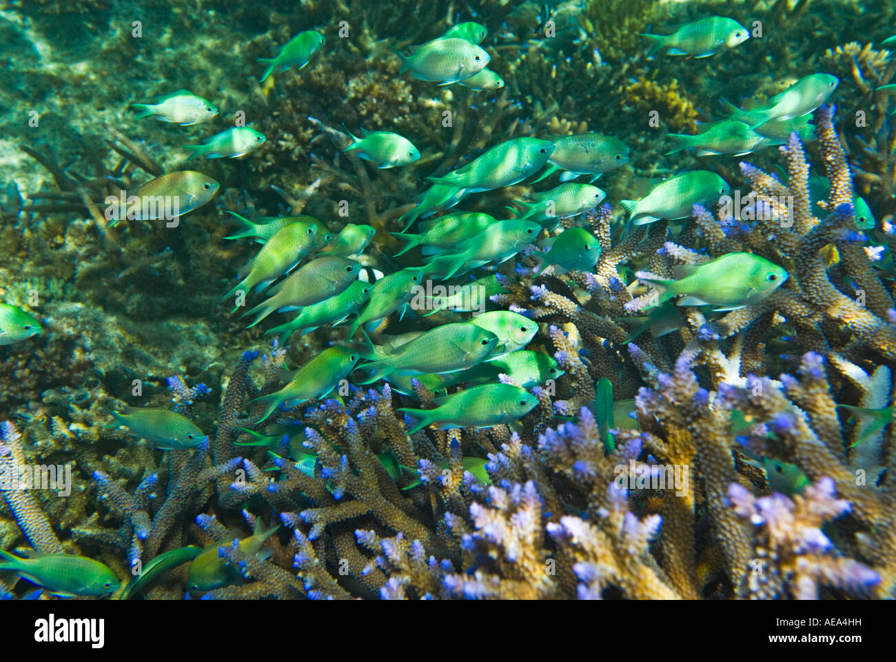 Chromis Viridis blau grün Riffbarsche unter dem Meer FIDSCHIINSELN Süden Southsea Meer Pazifischen Ozean Unterwasser wild darstell Stockfoto