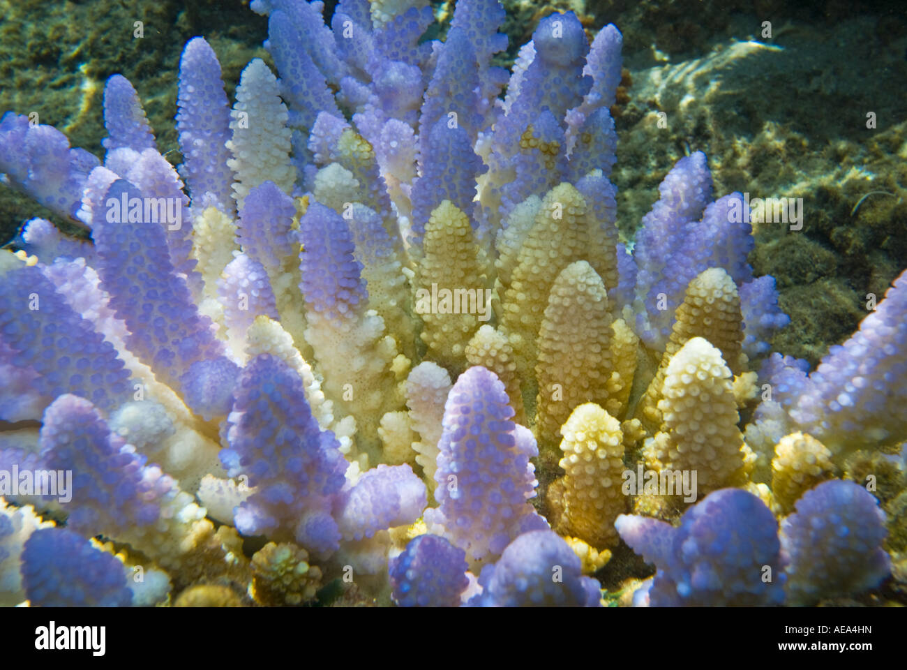 Blaue Korallen unter dem Meer FIDSCHIINSELN Süden Southsea Meer Pazifischen Ozean Unterwasser wilde Wildnis Korallenriff Makro Stockfoto