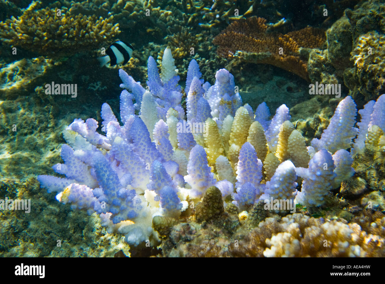 Blaue Korallen unter dem Meer FIDSCHIINSELN Southsea Südsee Pazifischen Ozean unter Wasser Wasser wilde Wildnis Korallenriff closeup Stockfoto