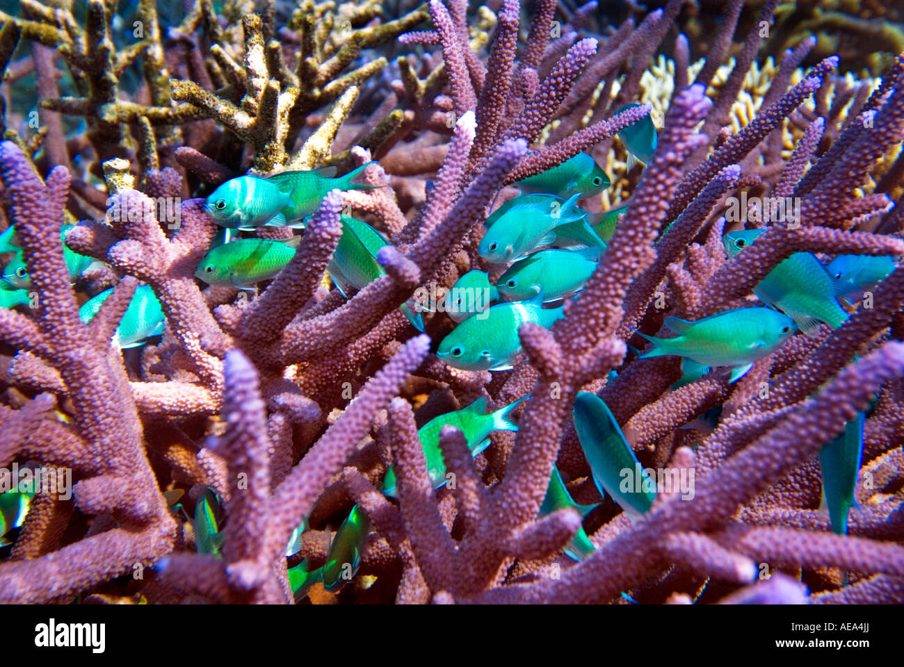 Chromis Viridis blau grün Riffbarsche unter dem Meer FIDSCHIINSELN Süden Southsea Meer Pazifischen Ozean Unterwasser wild darstell Stockfoto
