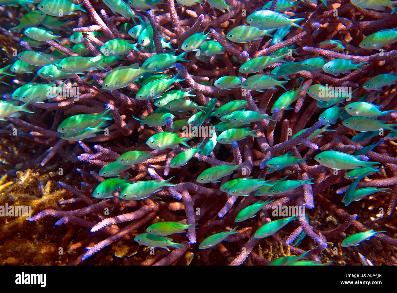 Chromis Viridis blau grün Riffbarsche unter dem Meer FIDSCHIINSELN Süden Southsea Meer Pazifischen Ozean Unterwasser wild darstell Stockfoto