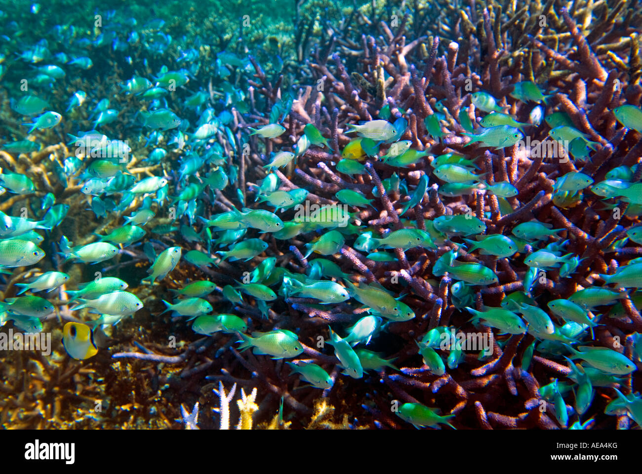 Chromis Viridis blau grün Riffbarsche unter dem Meer FIDSCHIINSELN Süden Southsea Meer Pazifischen Ozean Unterwasser wild darstell Stockfoto