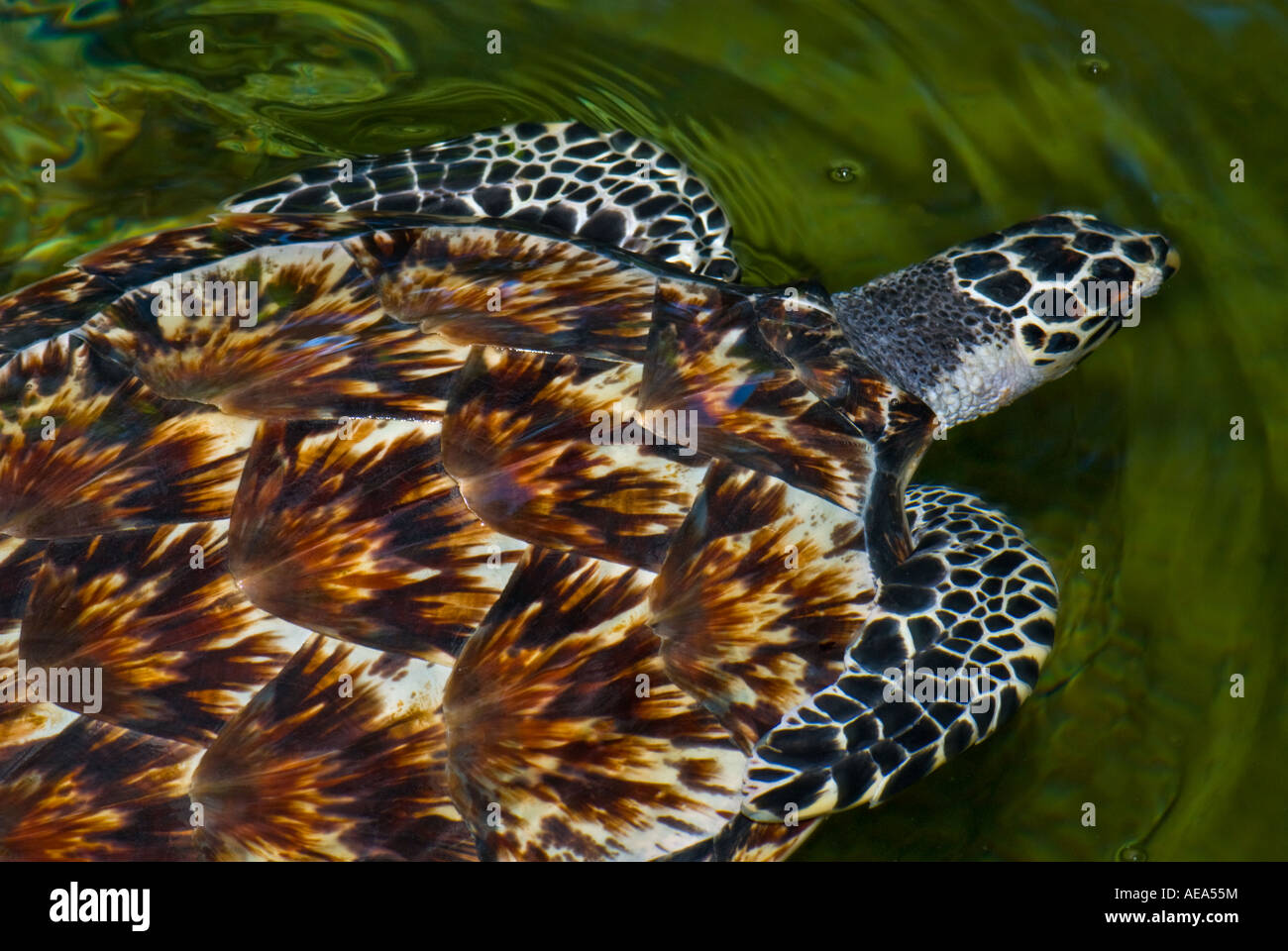 CARETTA CARETTA Caretta Schildkröte Kopf Ozean Wasser Meer Carapax Fidschi-Inseln Southsea Südsee Pazifik schwimmen Stockfoto