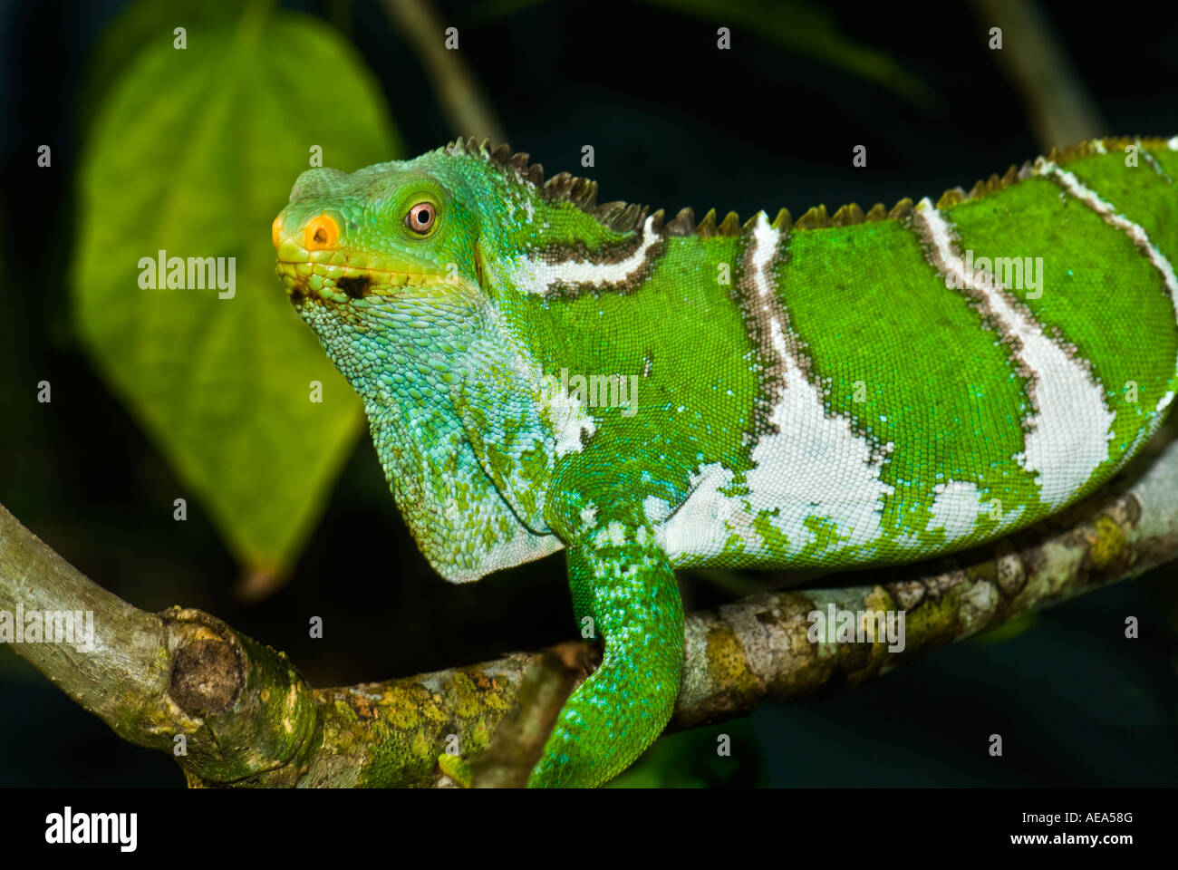 Brachylophus Fasciatus berühmten entdeckt Fidschi Leguan Fidschi-Leguan Leguan Fidschi-Inseln südlich Southsea Meer Pazifik crested Iguan Stockfoto