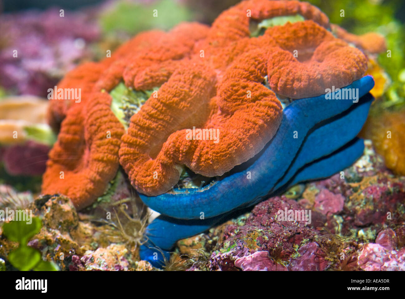 Brennnessel Korallen Anemone unter dem Meer Fidschi-Inseln South Southsea Meer Pazifischen Ozean Unterwasser wilde Wildnis Korallenriff Stockfoto