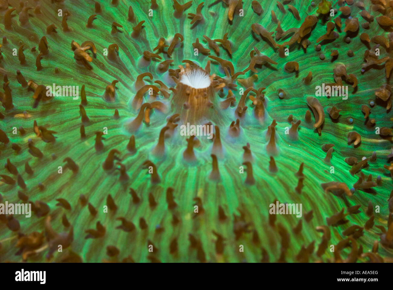 Brennnessel Korallen Anemone unter dem Meer Fidschi-Inseln South Southsea Meer Pazifischen Ozean Unterwasser wilde Wildnis Korallenriff Stockfoto