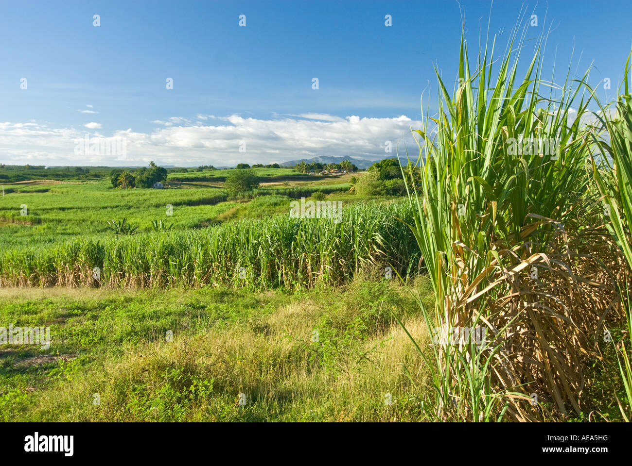 Zuckerrohr Zuckerrohr Felder Plantagenwirtschaft Fidschi-Inseln Southsea Meer Südpazifik landen Bauernhof Bauer Wolken Stockfoto