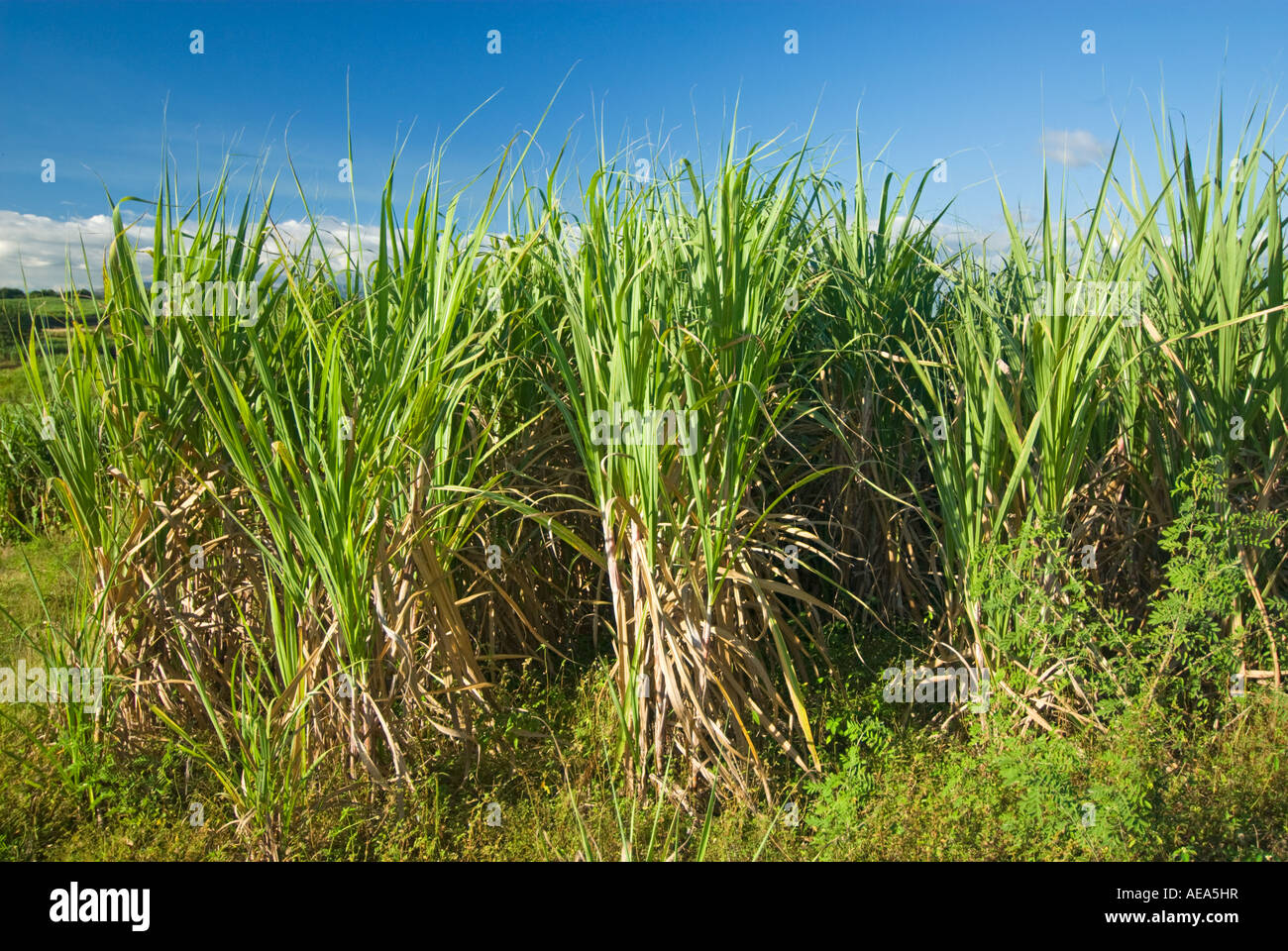 Zuckerrohr Zuckerrohr Felder Plantagenwirtschaft Fidschi-Inseln Southsea Meer Südpazifik landen Bauernhof Bauer Stockfoto