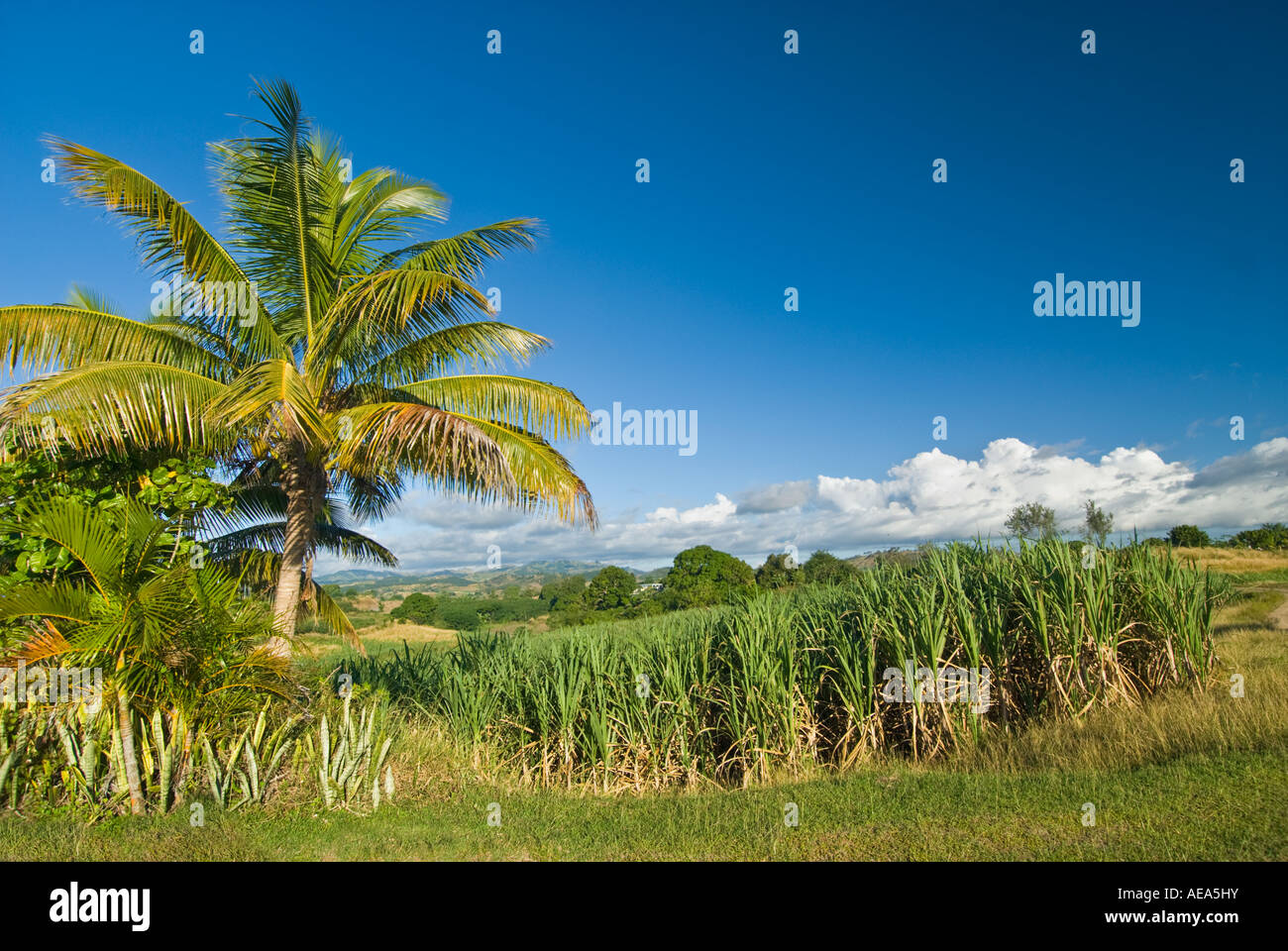 Zuckerrohr Zuckerrohr Plantage Felder Landwirtschaft Fidschi-Inseln South Southsea Meer Pazifischen Ozean Land Bauernhof Bauer palm Wolke Stockfoto