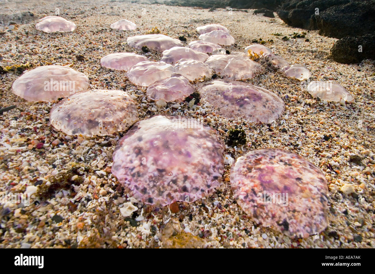 Aurelia Golden Moon jelly Medusa blau lila Quallen gleiten Kristall Quallen Rote Meer Brennnessel Hintergrund am Strand angeschwemmt stra Stockfoto