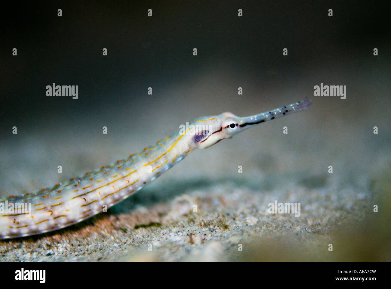 NET-Seenadeln Seenadeln Rotes Meer Corythoichtys Flavofasciatus Schultzi Ägypten Marsa Nakari Alam Rotes Meer unter Wasser Foto unter Wasser Stockfoto