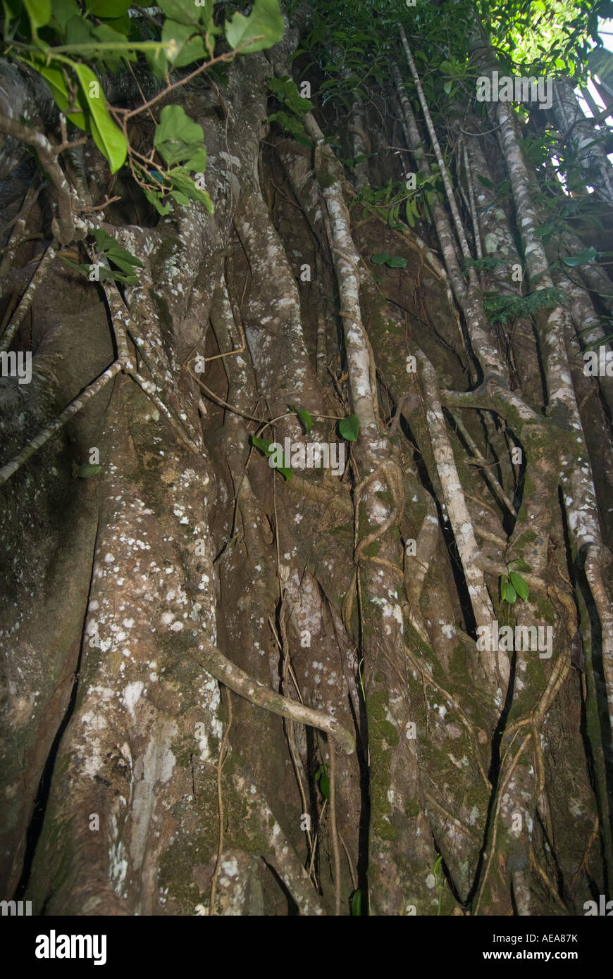 Falealupo Rainforest Erhaltung SAMOA Savaii Wald überdachunggehweg über Wurzeln Stockfoto