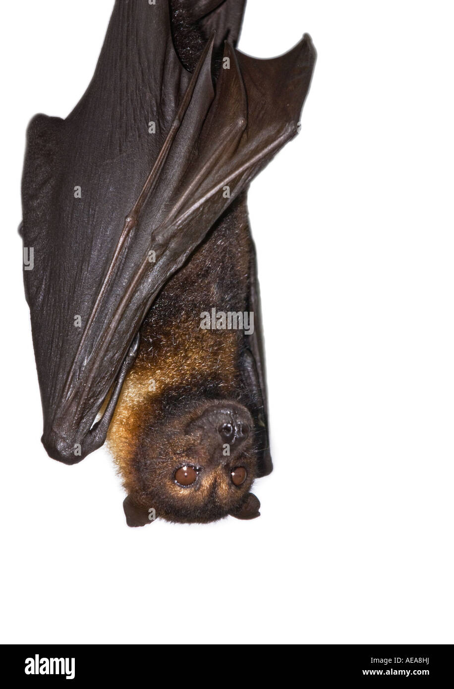 Schlaf schlafen Flughund Fledermäuse hängen in einem Baum malaysischen Flughund malaiische Flughund abgedeckt Stockfoto