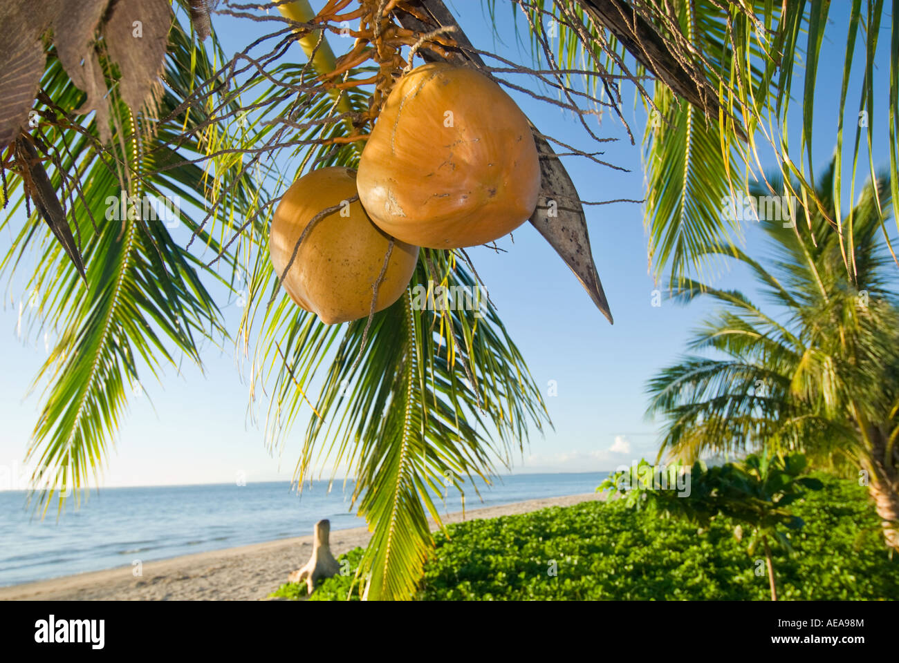 SAVAI Westsamoa Strand Strand MANASE Coco Kokosnuss Baum Südküste Stockfoto