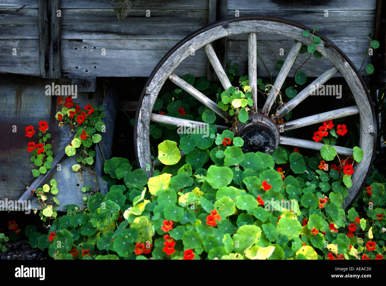 Wagon Wheel KAPUZINERKRESSE Gattung Tropaeolum in voller Blüte PACIFIC GROVE, Kalifornien Stockfoto