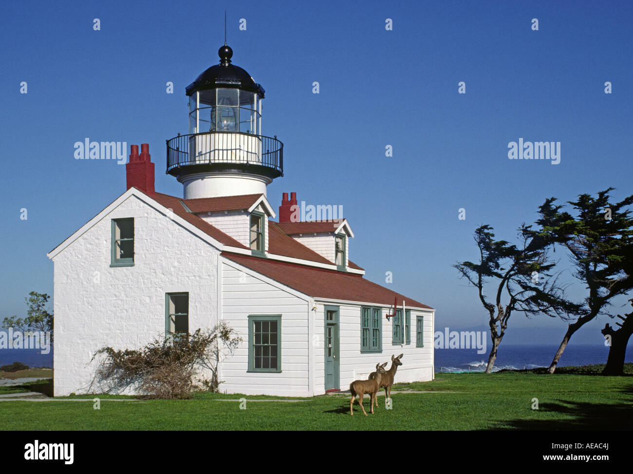 PACIFIC GROVE Leuchtturm mit Rotwild Familie Cervidae CALIFORNIA Stockfoto
