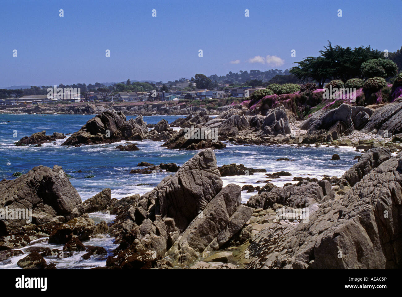 SAFTIGE rosa Blüten sind ein Zeichen des Frühlings an Oceanview Blvd PACIFIC GROVE Kalifornien Stockfoto